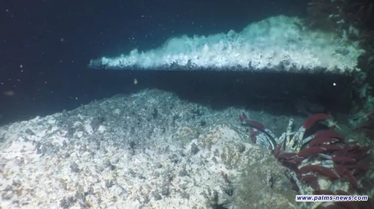 علماء يجدون صورا للحياة في العالم السفلي للأرض